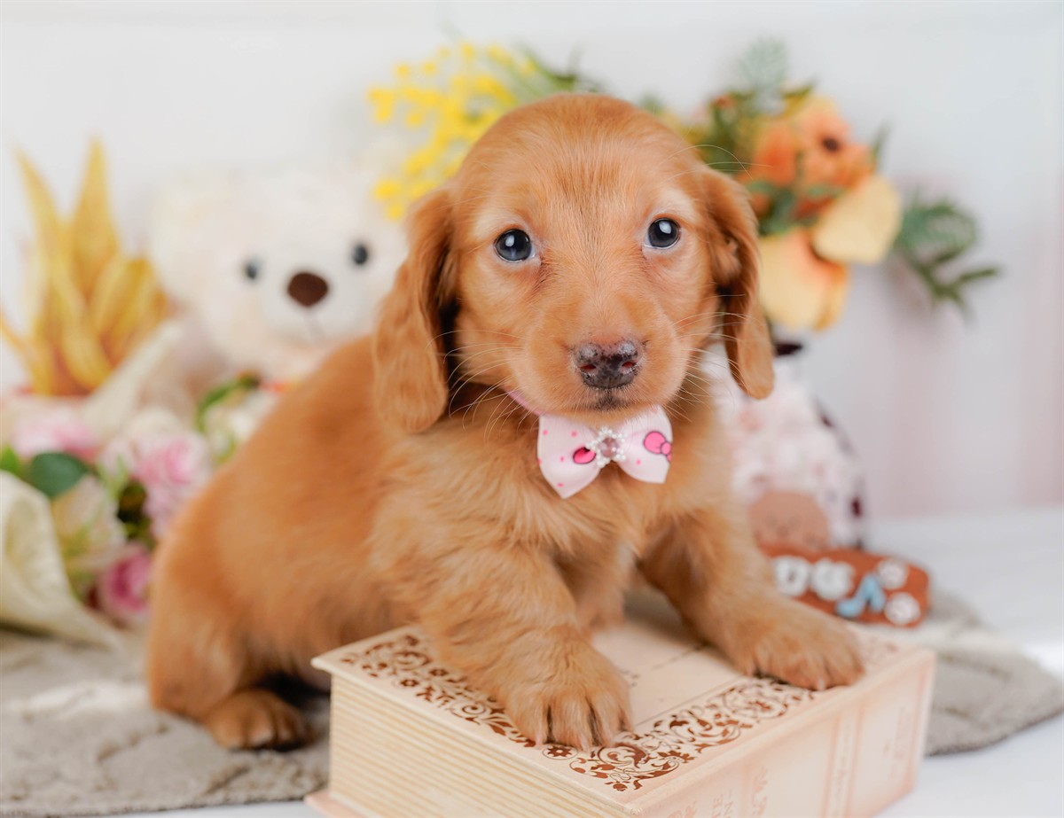 ミニチュア・ダックスフンド(ロング) | 女の子 | ゴールド | 2026年2月21日（ID:dog-200015669）