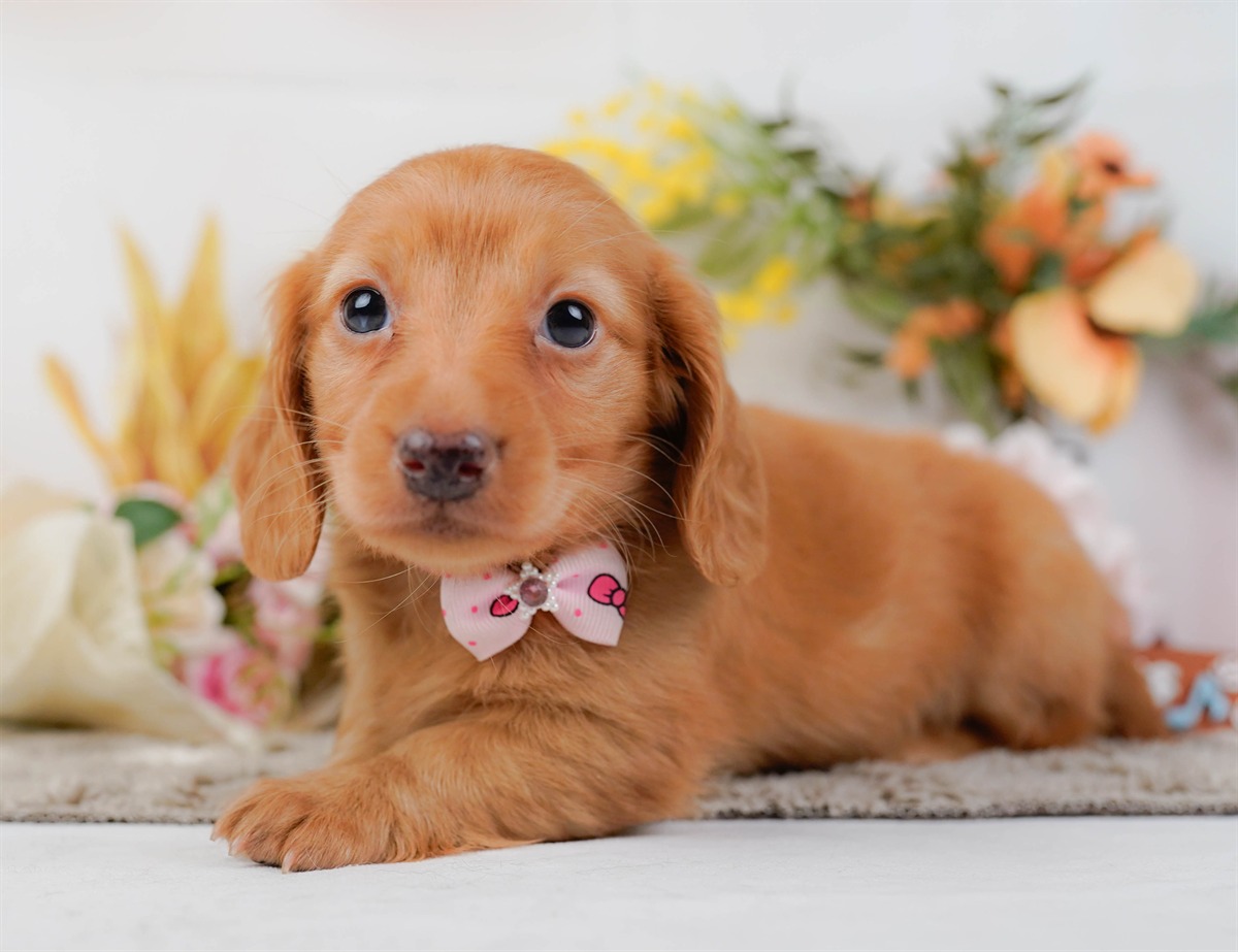 ミニチュア・ダックスフンド(ロング) | 女の子 | ゴールド | 2026年2月21日（ID:dog-200015669）