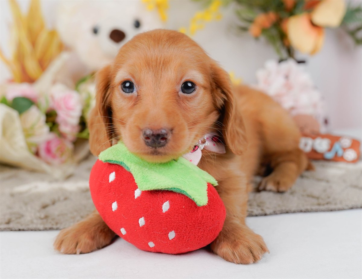 ミニチュア・ダックスフンド(ロング) | 女の子 | ゴールド | 2026年2月21日（ID:dog-200015669）