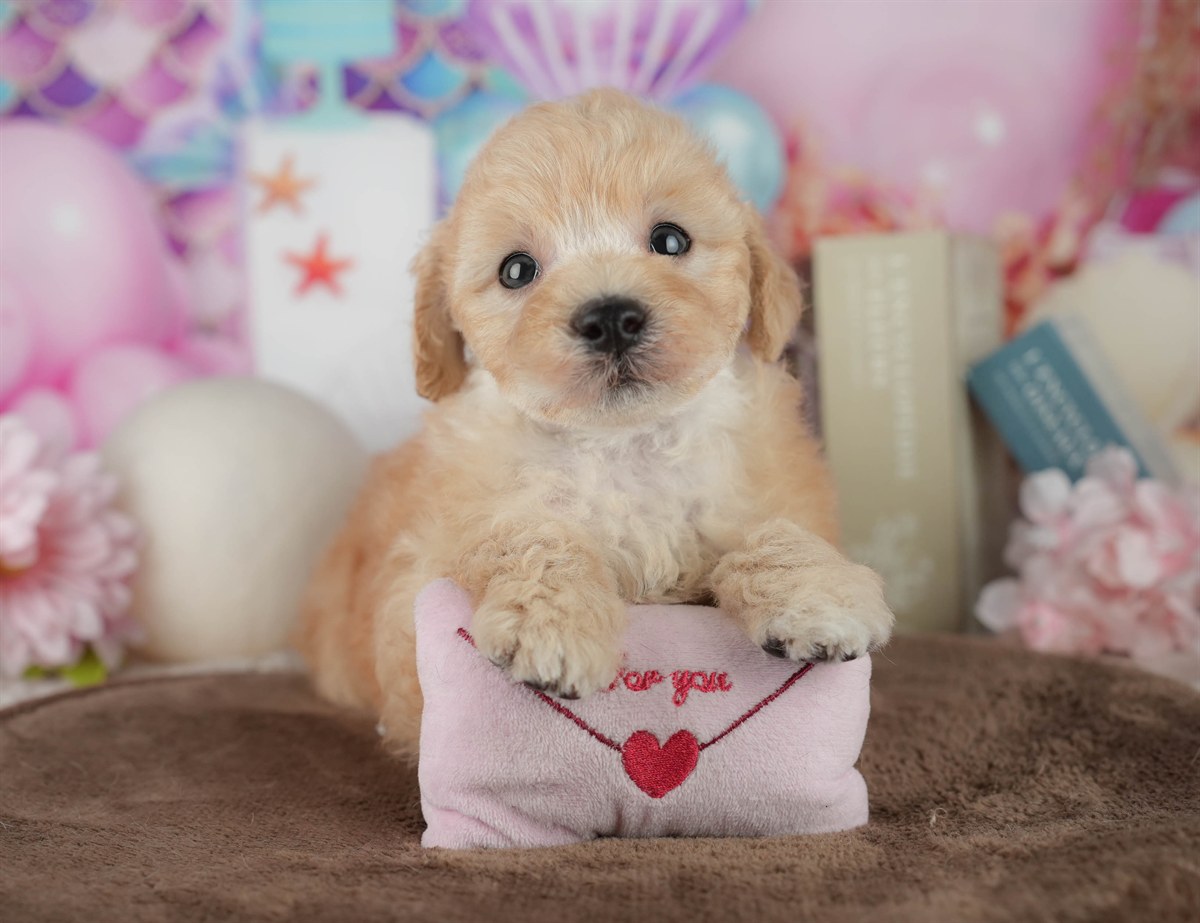 トイ・プードル | 男の子 | アプリコット | 2026年2月21日（ID:dog-200015670）