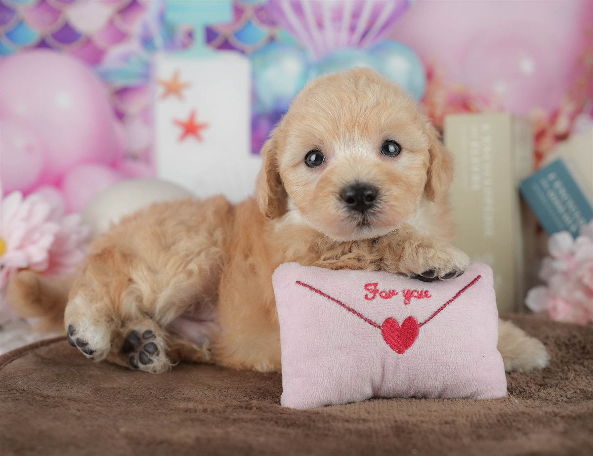 トイ・プードル | 男の子 | アプリコット | 2026年2月21日（ID:dog-200015670）