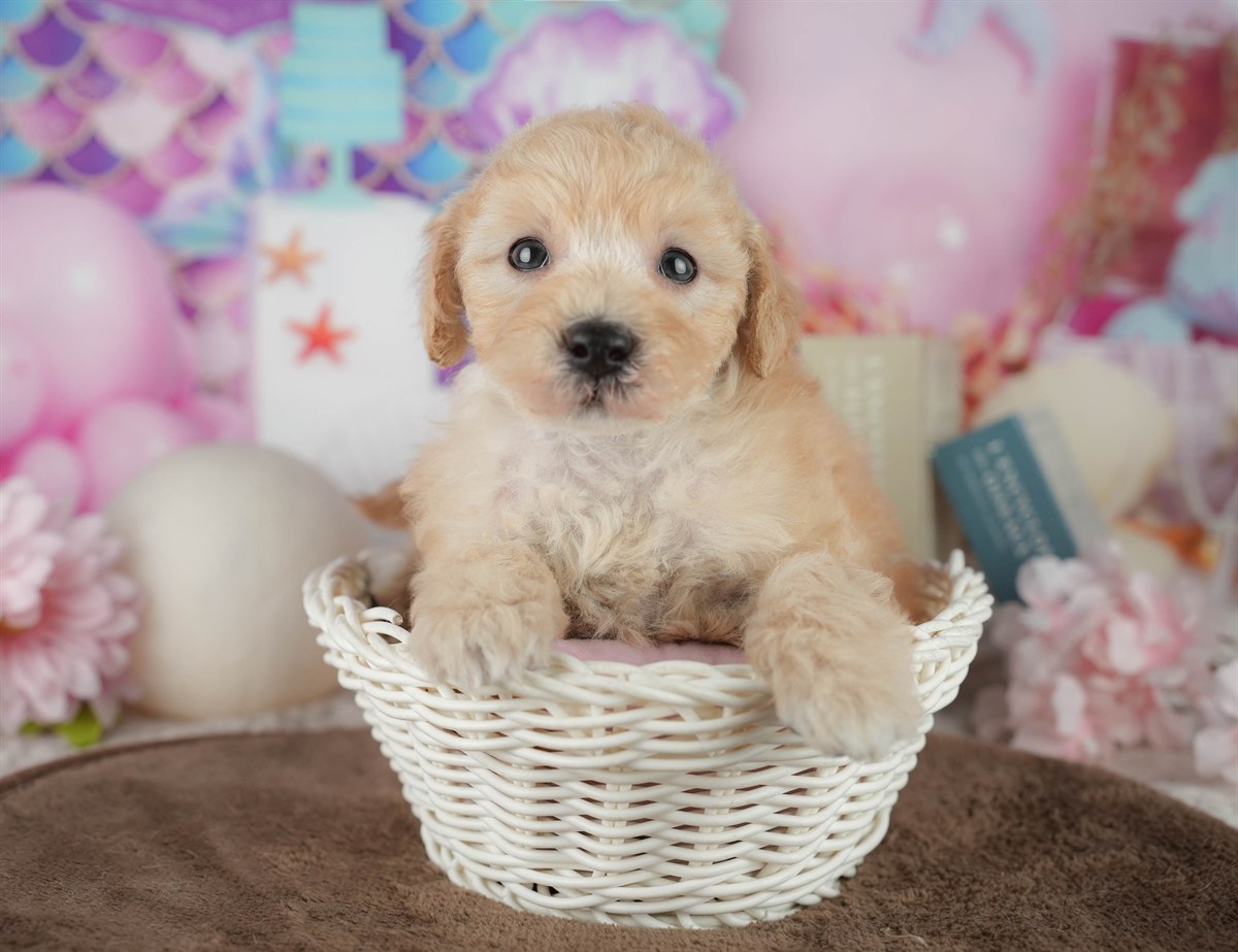 トイ・プードル | 男の子 | アプリコット | 2026年2月21日（ID:dog-200015670）