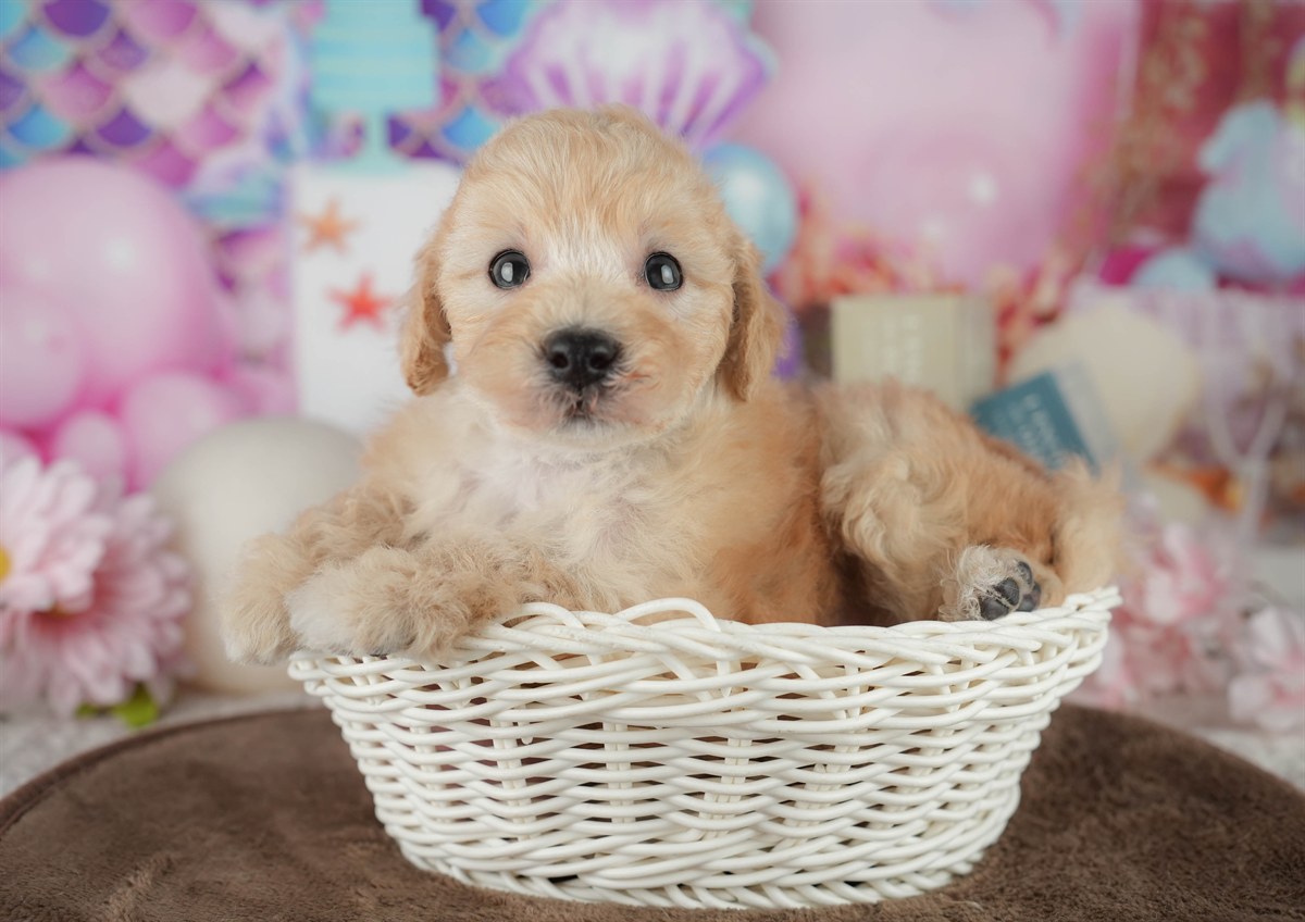 トイ・プードル | 男の子 | アプリコット | 2026年2月21日（ID:dog-200015670）