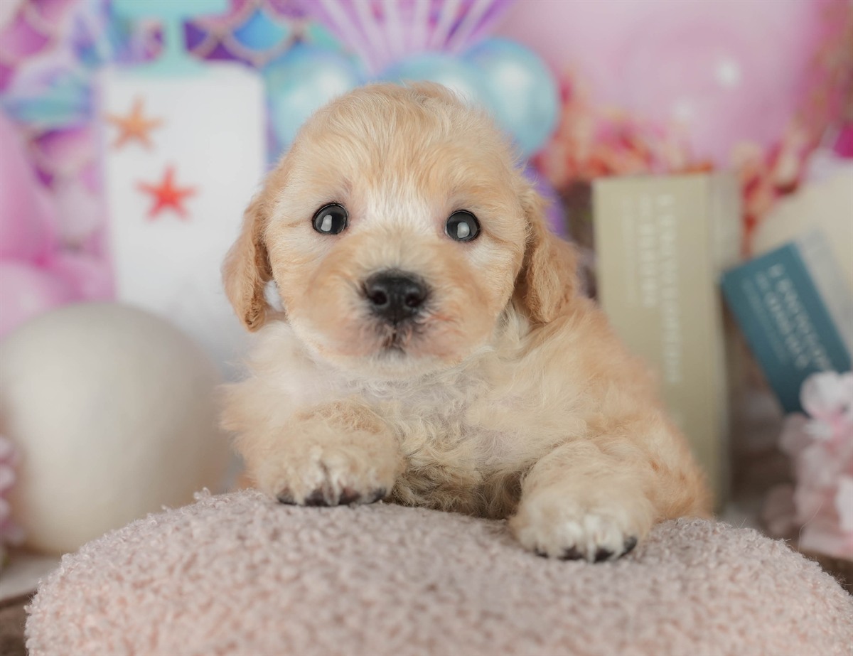 トイ・プードル | 男の子 | アプリコット | 2026年2月21日（ID:dog-200015670）