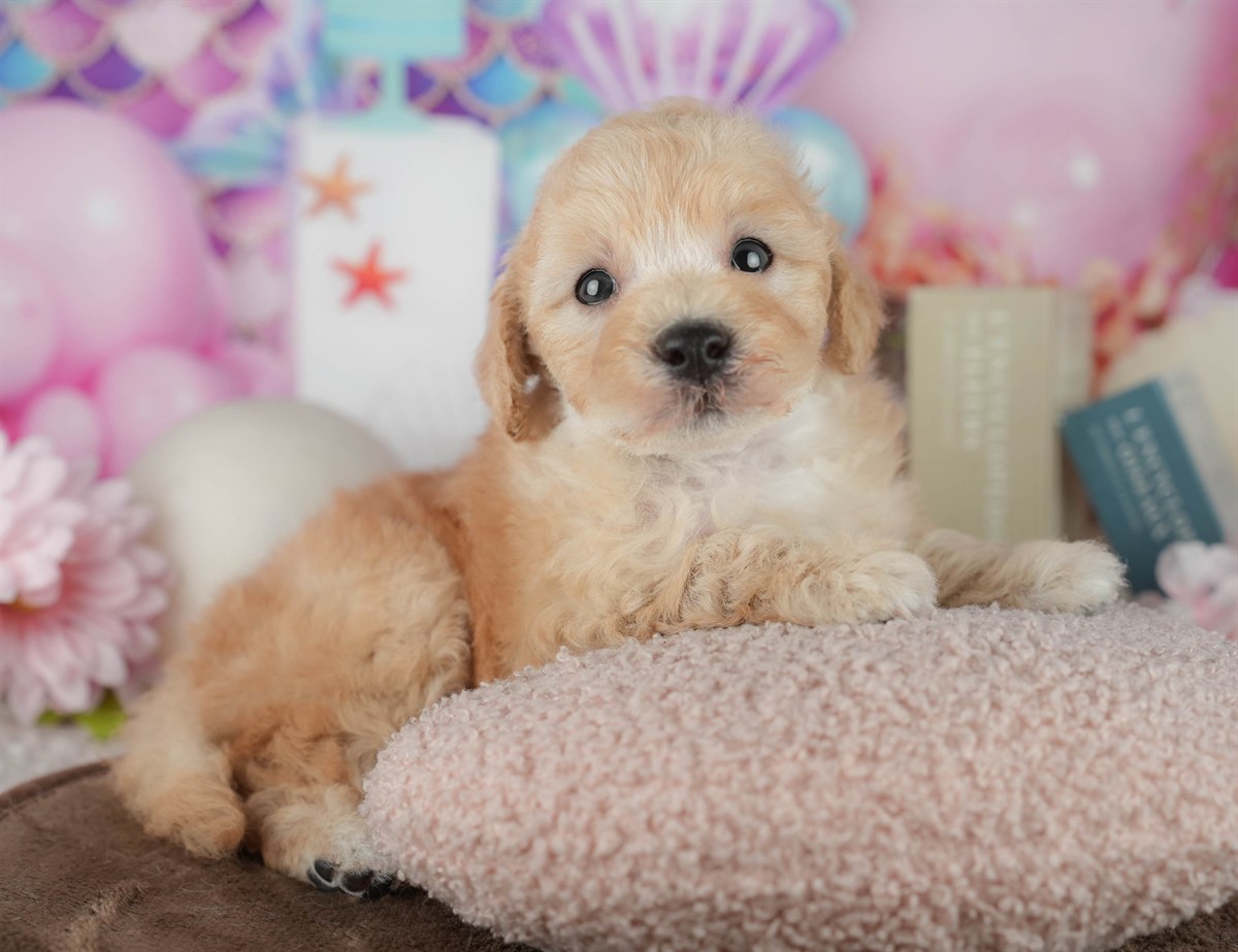 トイ・プードル | 男の子 | アプリコット | 2026年2月21日（ID:dog-200015670）