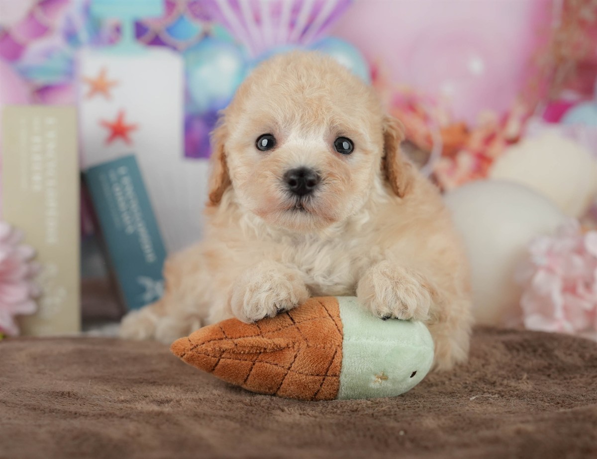 トイ・プードル | 女の子 | アプリコット | 2026年2月21日（ID:dog-200015671）