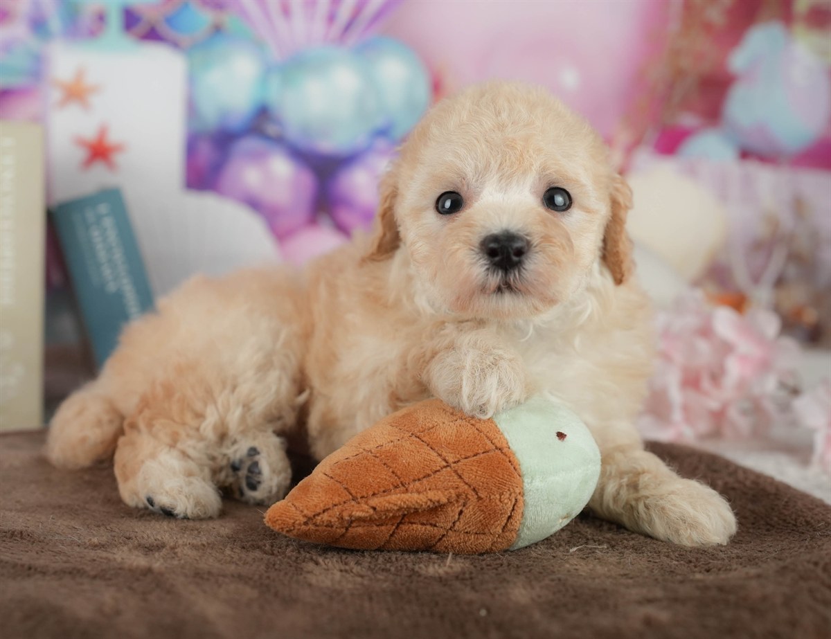 トイ・プードル | 女の子 | アプリコット | 2026年2月21日（ID:dog-200015671）