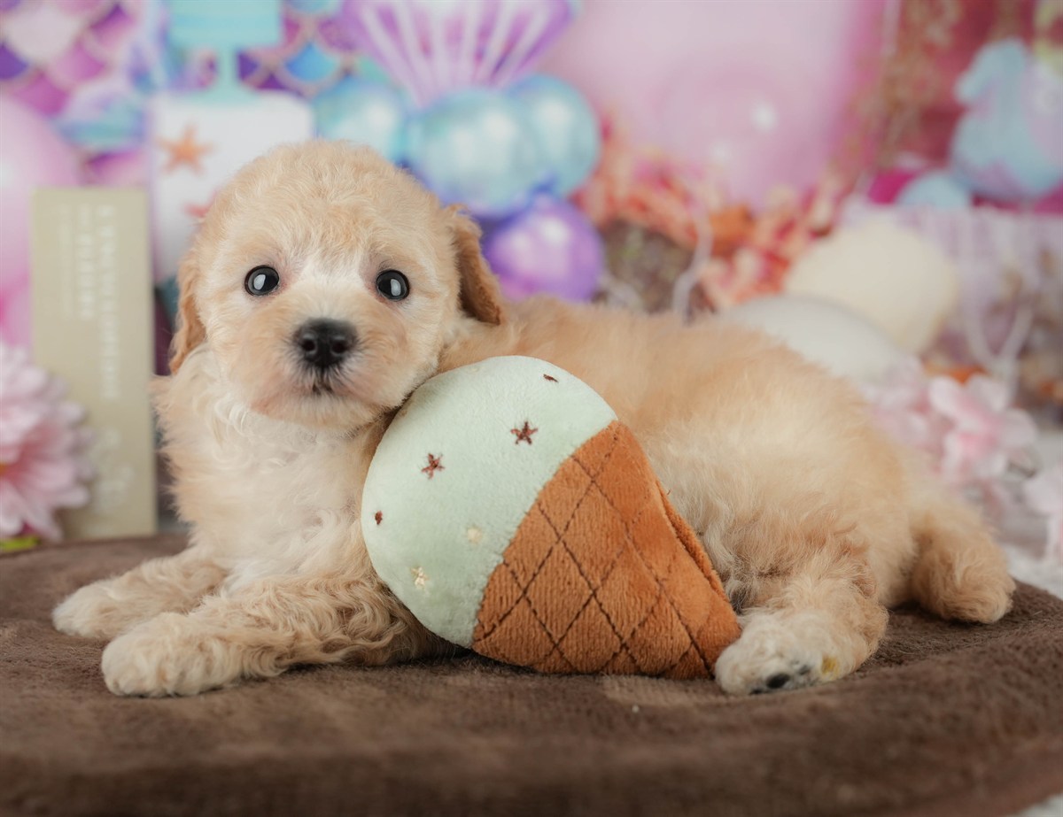 トイ・プードル | 女の子 | アプリコット | 2026年2月21日（ID:dog-200015671）