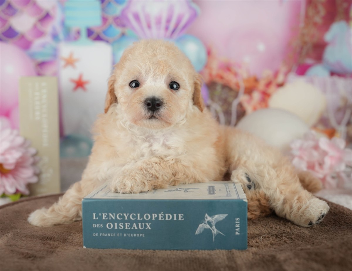 トイ・プードル | 女の子 | アプリコット | 2026年2月21日（ID:dog-200015671）