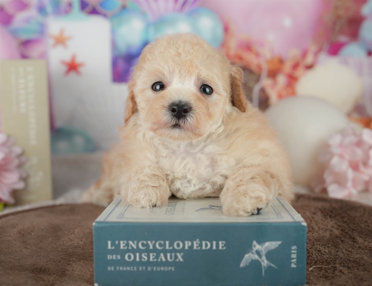 トイ・プードル | 女の子 | アプリコット | 2026年2月21日（ID:dog-200015671）