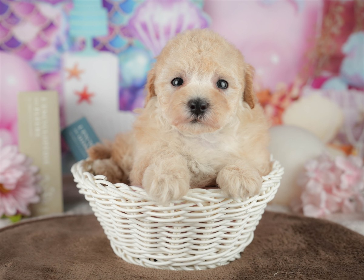 トイ・プードル | 女の子 | アプリコット | 2026年2月21日（ID:dog-200015671）