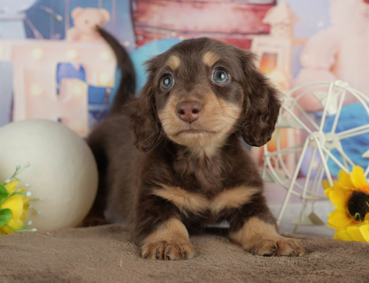 ミニチュア・ダックスフンド(ロング) | 男の子 | チョコレート&タン | 2026年2月22日（ID:dog-200015673）