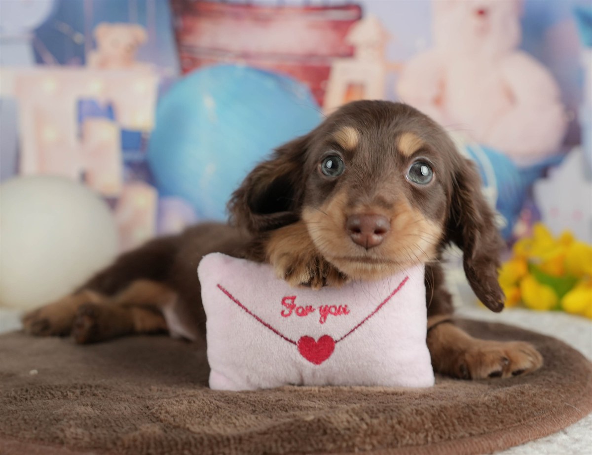 ミニチュア・ダックスフンド(ロング) | 男の子 | チョコレート&タン | 2026年2月22日（ID:dog-200015673）