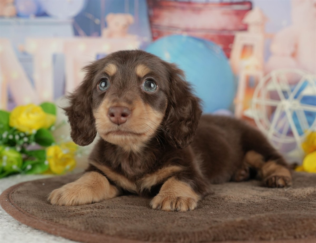 ミニチュア・ダックスフンド(ロング) | 男の子 | チョコレート&タン | 2026年2月22日（ID:dog-200015673）