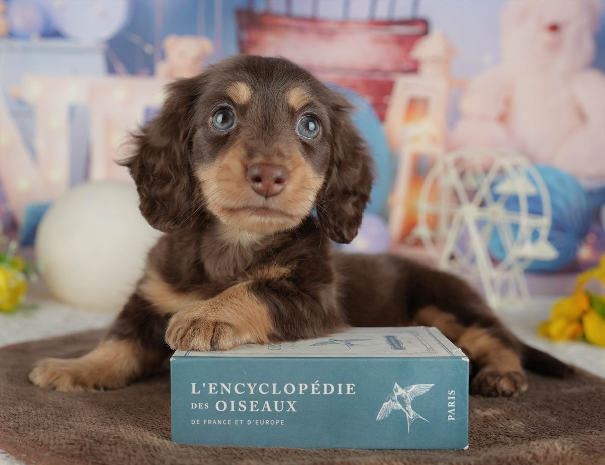 ミニチュア・ダックスフンド(ロング) | 男の子 | チョコレート&タン | 2026年2月22日（ID:dog-200015673）