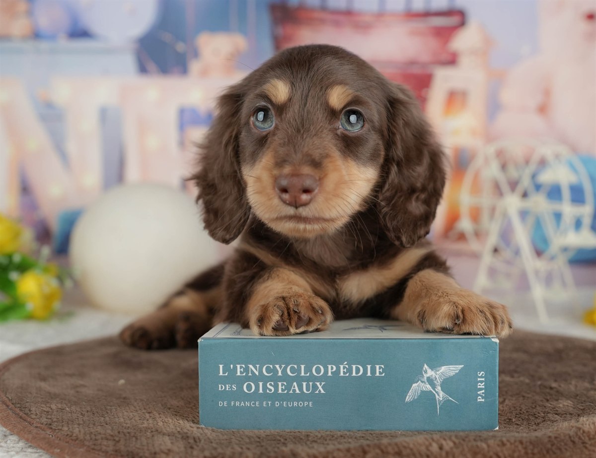 ミニチュア・ダックスフンド(ロング) | 男の子 | チョコレート&タン | 2026年2月22日（ID:dog-200015673）