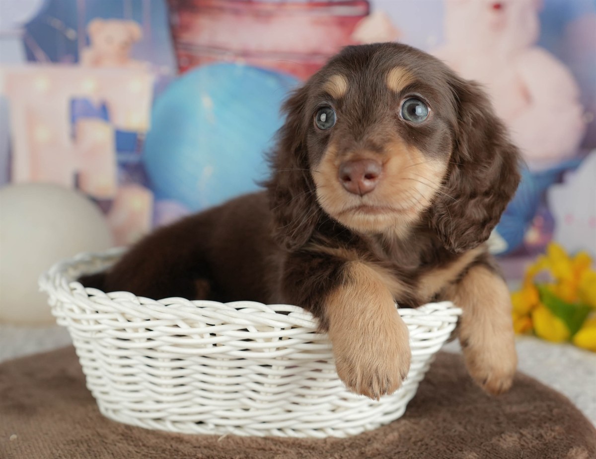 ミニチュア・ダックスフンド(ロング) | 男の子 | チョコレート&タン | 2026年2月22日（ID:dog-200015673）