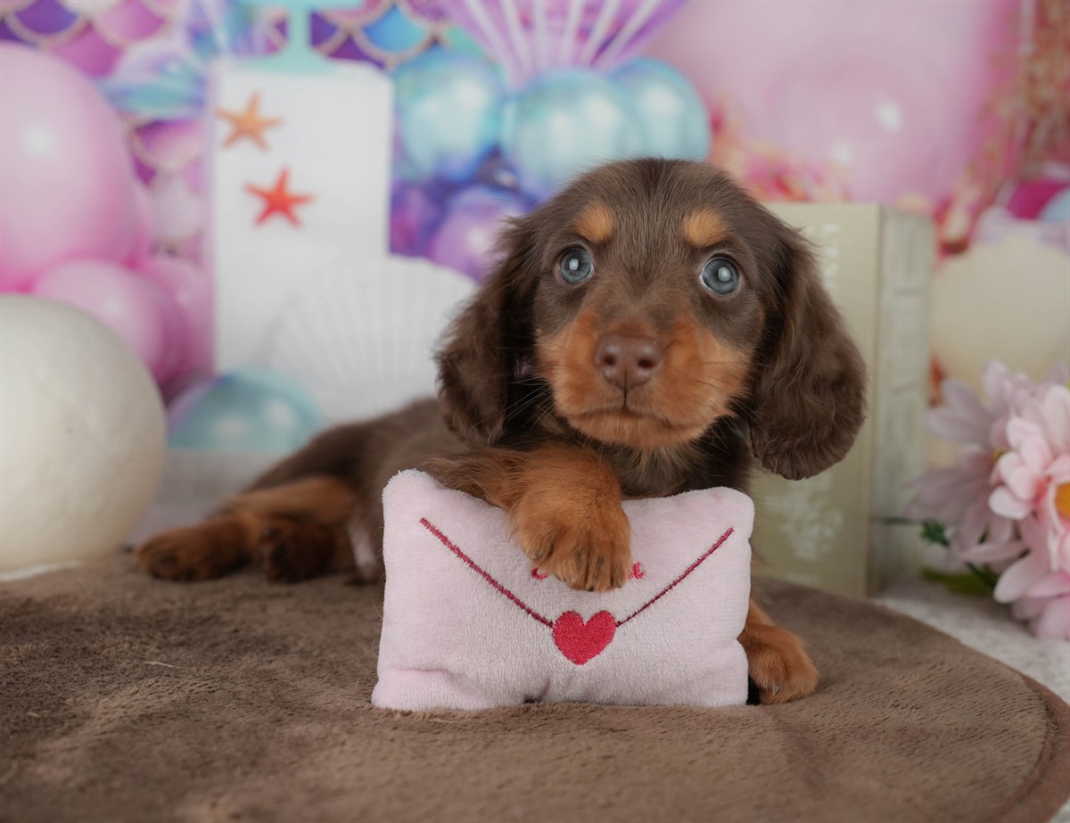 ミニチュア・ダックスフンド(ロング) | 男の子 | チョコレート&タン | 2026年2月22日（ID:dog-200015674）