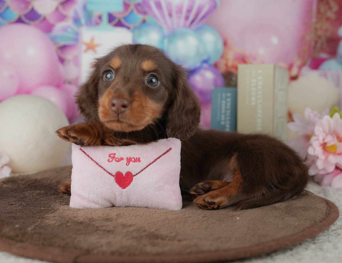 ミニチュア・ダックスフンド(ロング) | 男の子 | チョコレート&タン | 2026年2月22日（ID:dog-200015674）