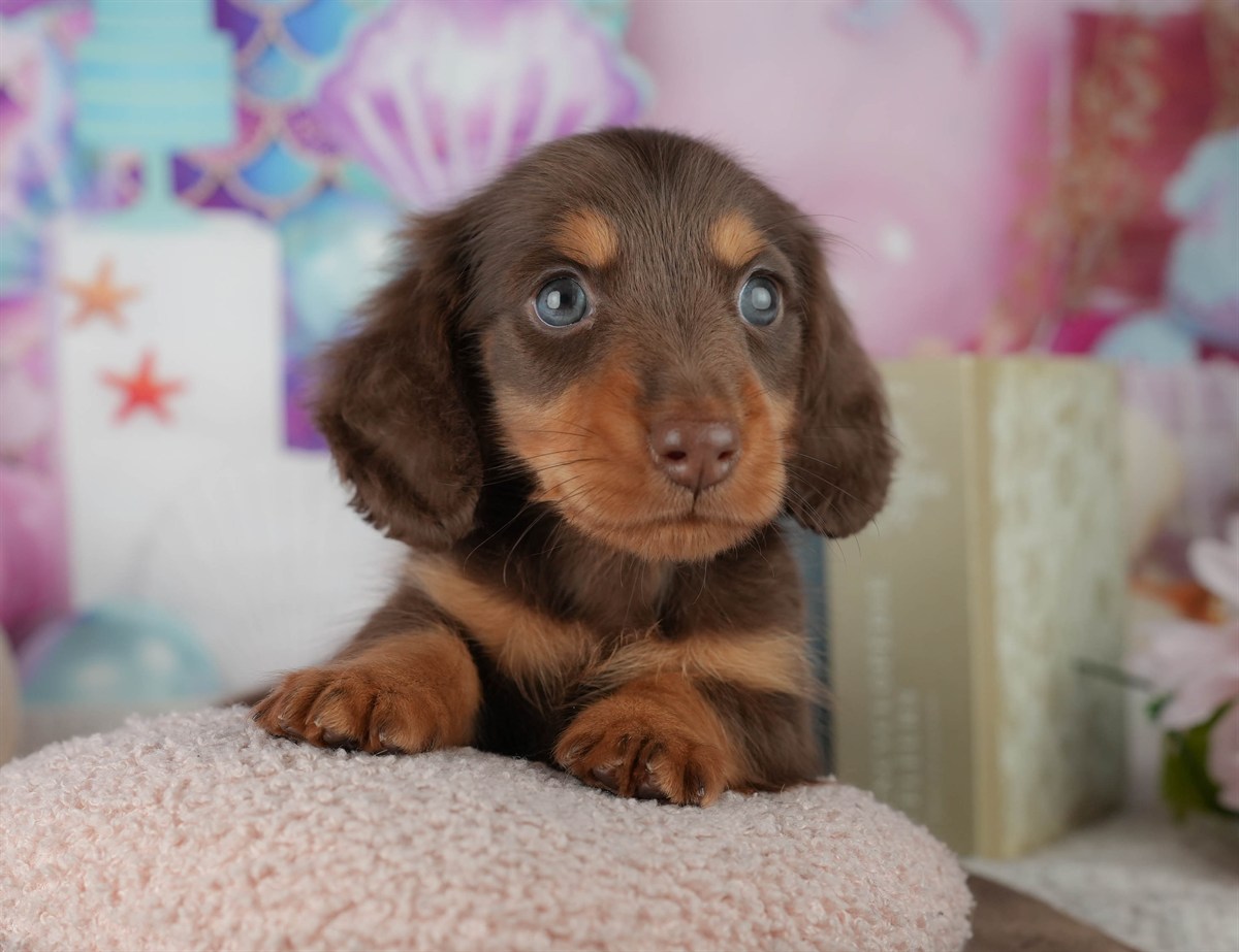 ミニチュア・ダックスフンド(ロング) | 男の子 | チョコレート&タン | 2026年2月22日（ID:dog-200015674）