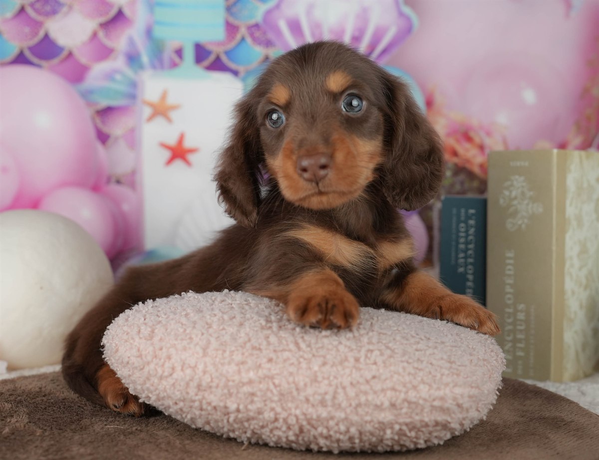 ミニチュア・ダックスフンド(ロング) | 男の子 | チョコレート&タン | 2026年2月22日（ID:dog-200015674）