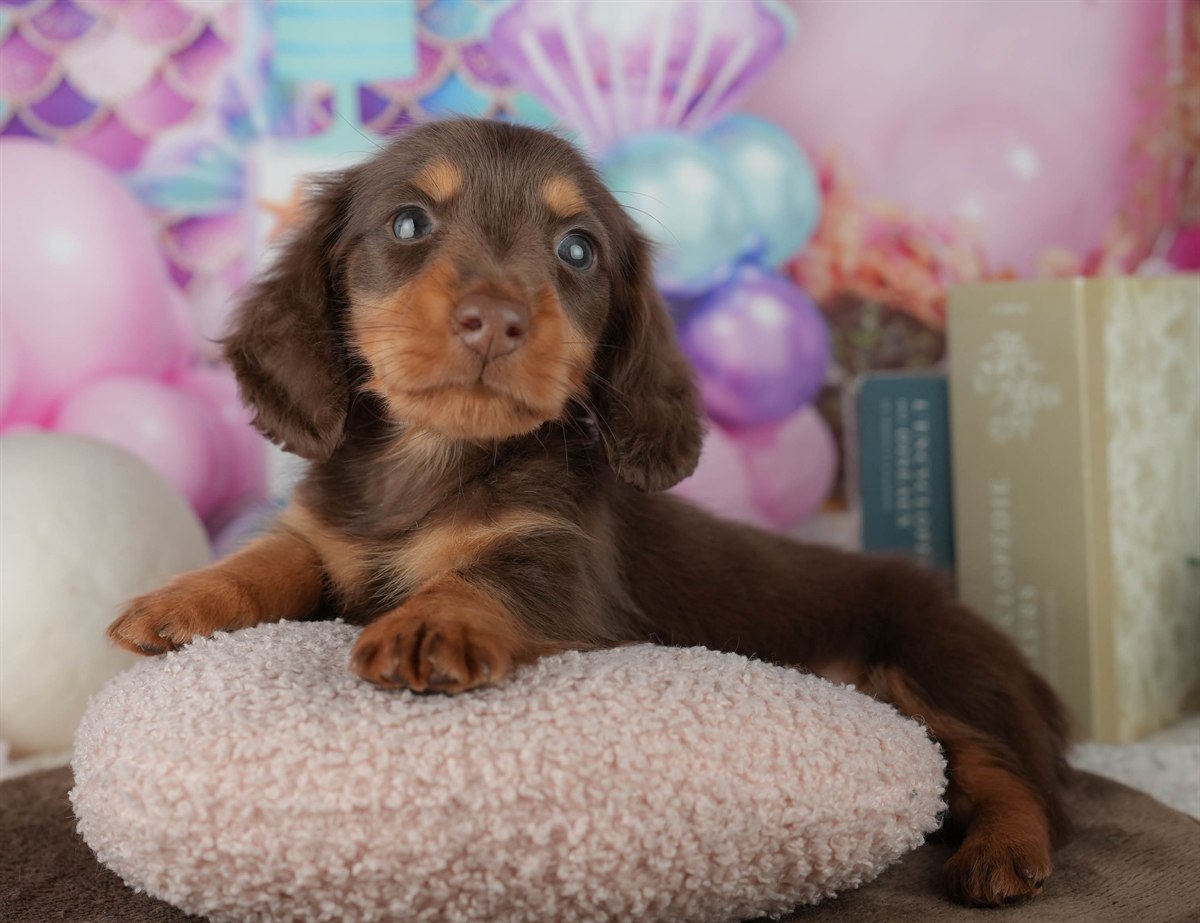 ミニチュア・ダックスフンド(ロング) | 男の子 | チョコレート&タン | 2026年2月22日（ID:dog-200015674）