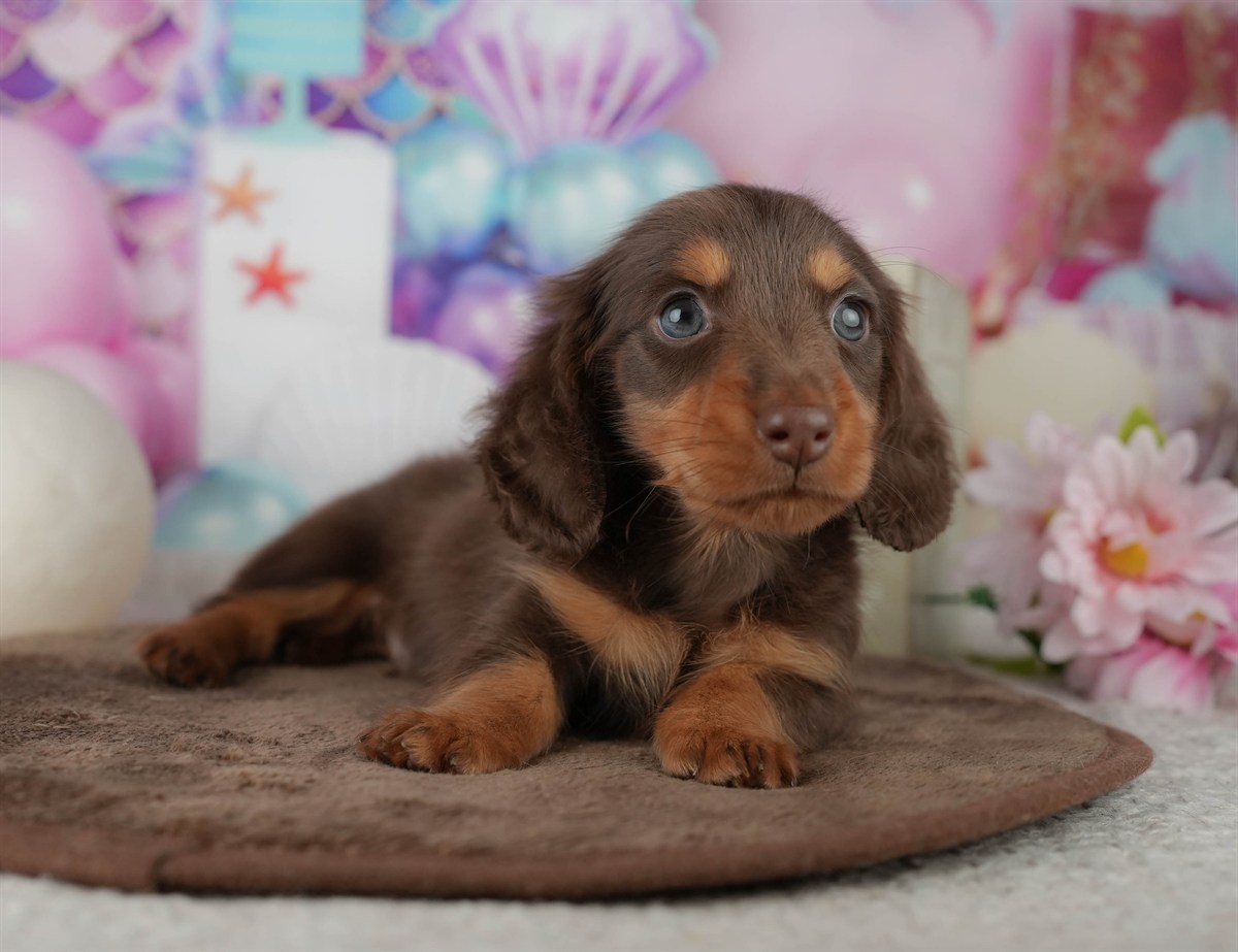 ミニチュア・ダックスフンド(ロング) | 男の子 | チョコレート&タン | 2026年2月22日（ID:dog-200015674）