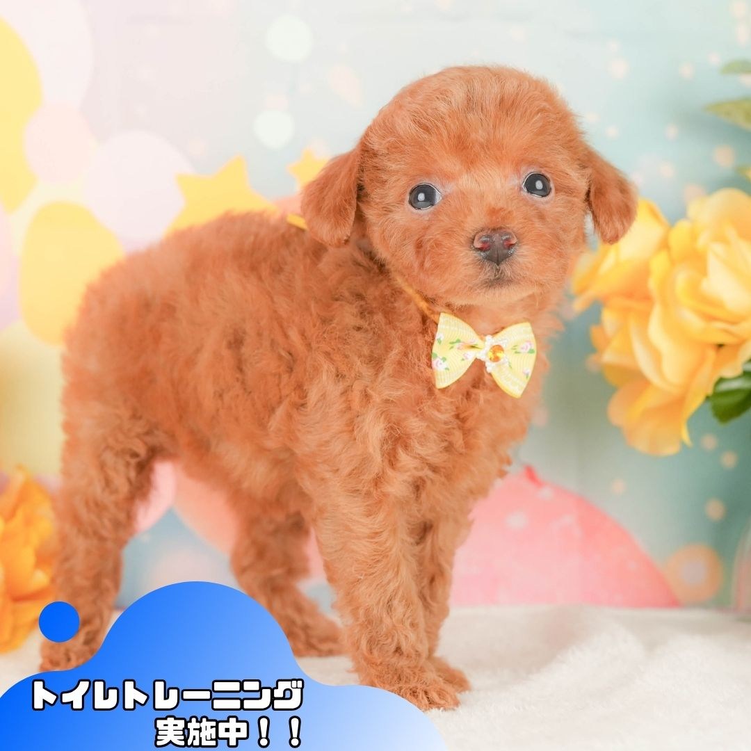 トイ・プードル | 女の子 | レッド | 2026年2月22日（ID:dog-200015675）