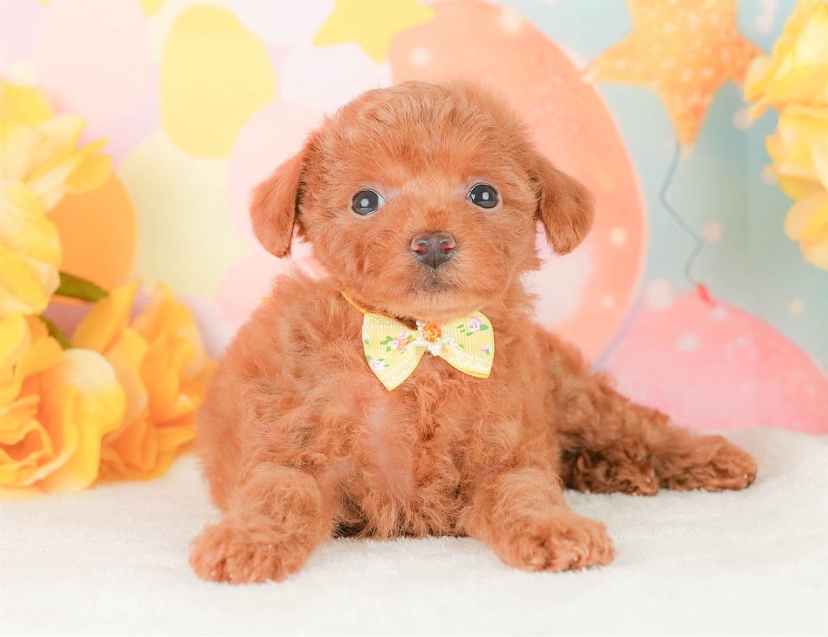 トイ・プードル | 女の子 | レッド | 2026年2月22日（ID:dog-200015675）