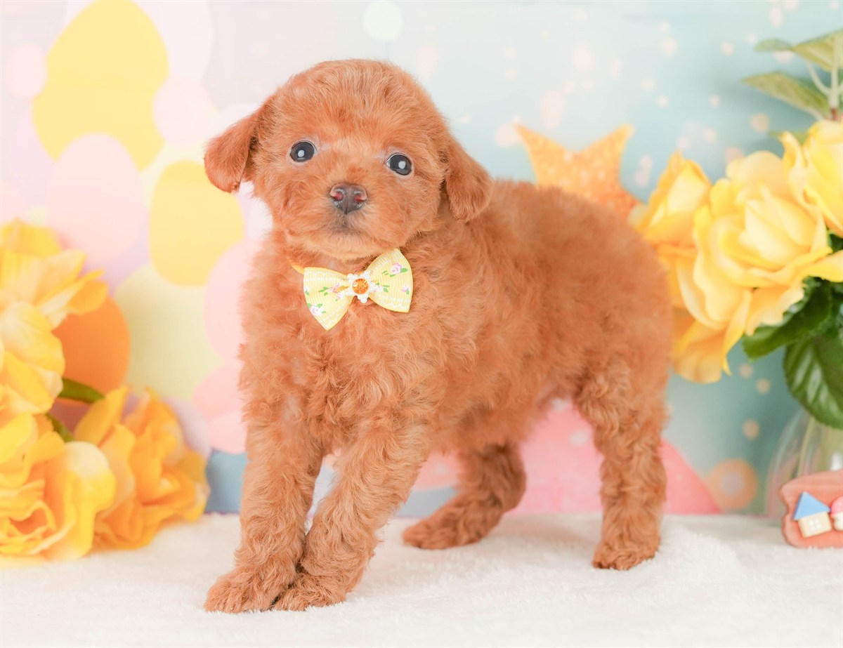 トイ・プードル | 女の子 | レッド | 2026年2月22日（ID:dog-200015675）