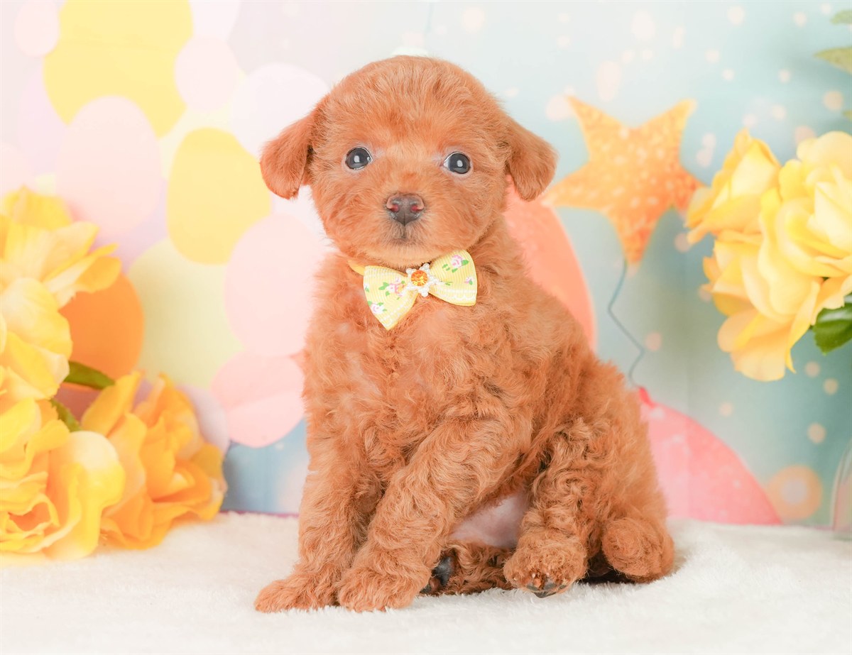 トイ・プードル | 女の子 | レッド | 2026年2月22日（ID:dog-200015675）