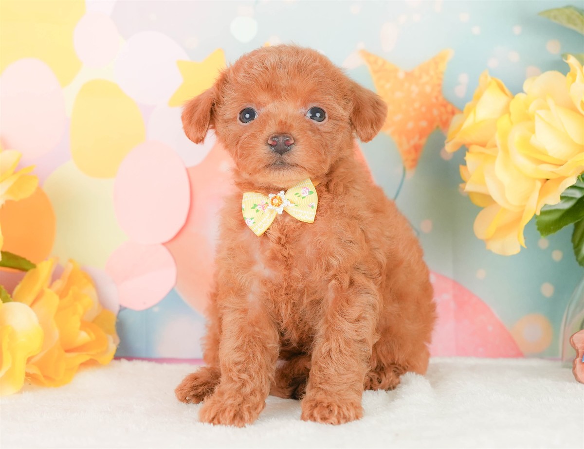 トイ・プードル | 女の子 | レッド | 2026年2月22日（ID:dog-200015675）