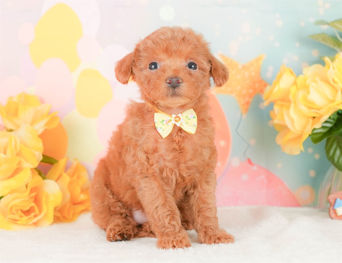 トイ・プードル | 女の子 | レッド | 2026年2月22日（ID:dog-200015675）