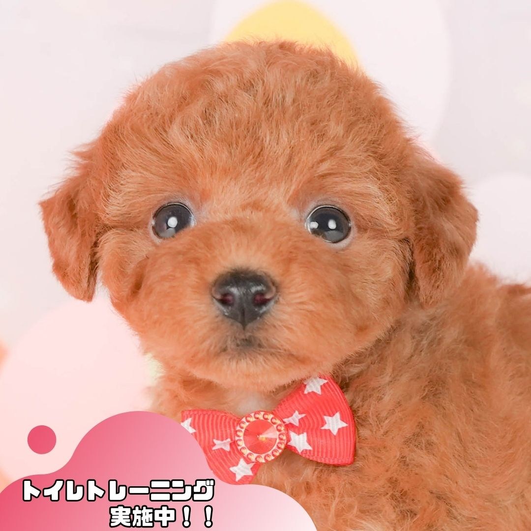 トイ・プードル | 女の子 | レッド | 2026年2月22日（ID:dog-200015676）