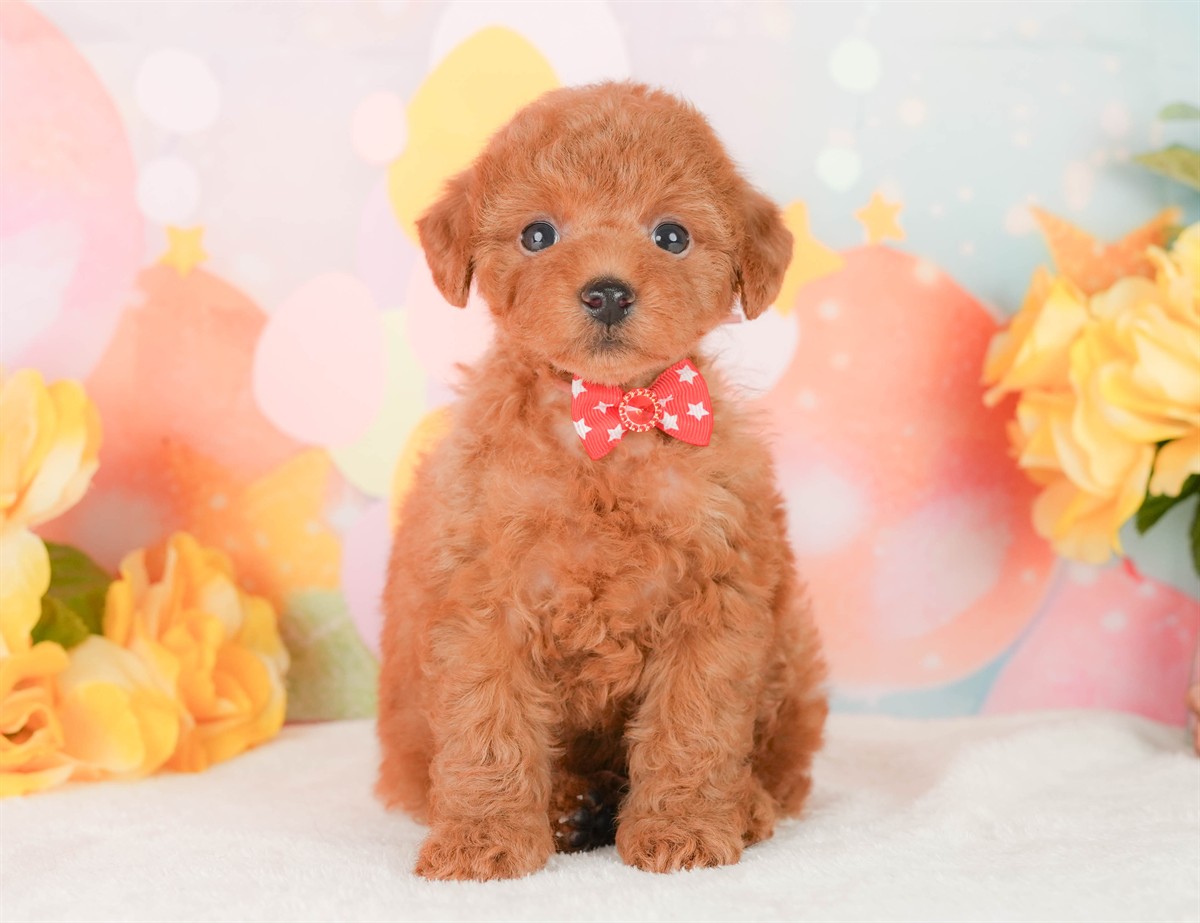 トイ・プードル | 女の子 | レッド | 2026年2月22日（ID:dog-200015676）