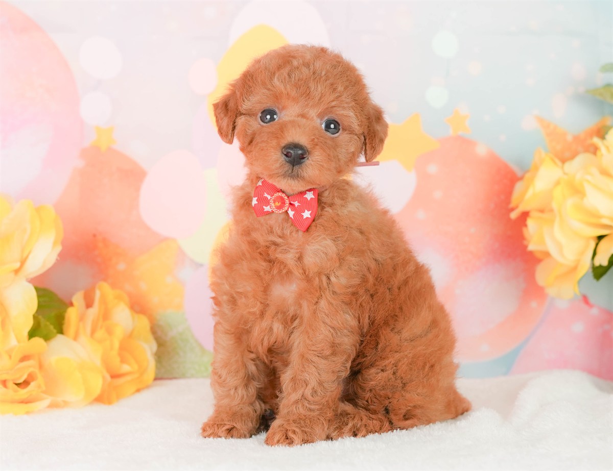 トイ・プードル | 女の子 | レッド | 2026年2月22日（ID:dog-200015676）