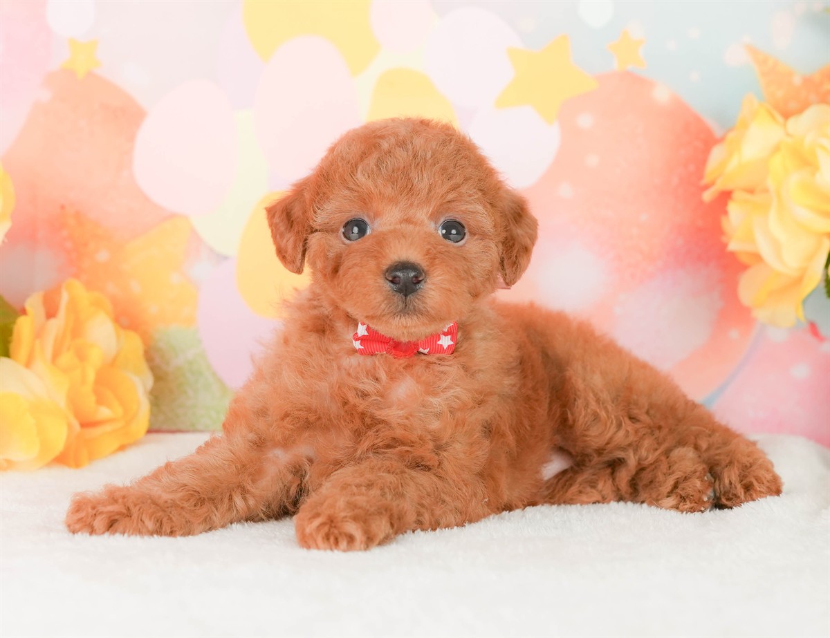 トイ・プードル | 女の子 | レッド | 2026年2月22日（ID:dog-200015676）