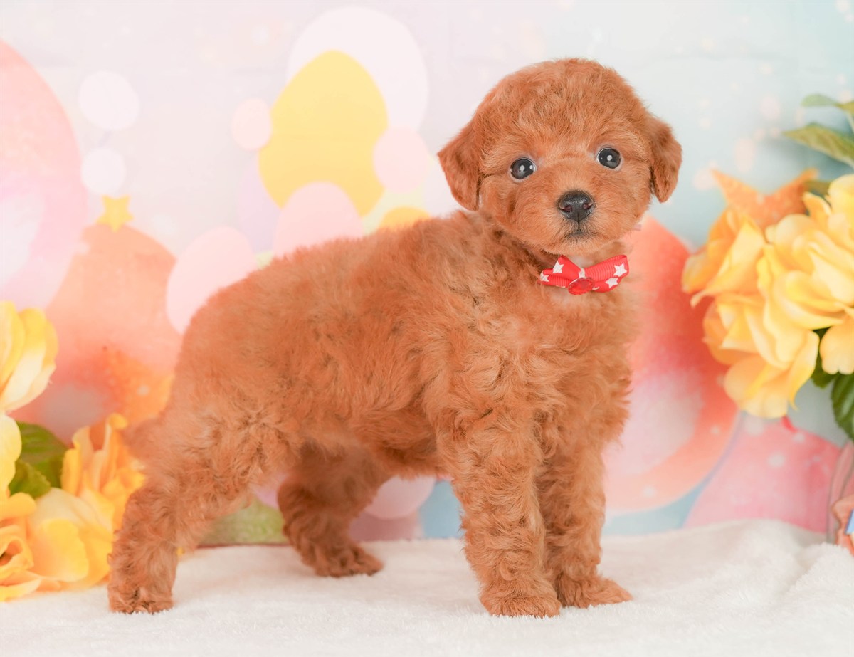 トイ・プードル | 女の子 | レッド | 2026年2月22日（ID:dog-200015676）