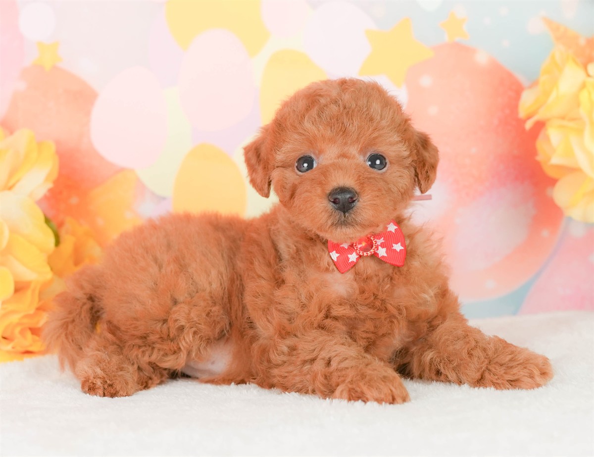 トイ・プードル | 女の子 | レッド | 2026年2月22日（ID:dog-200015676）