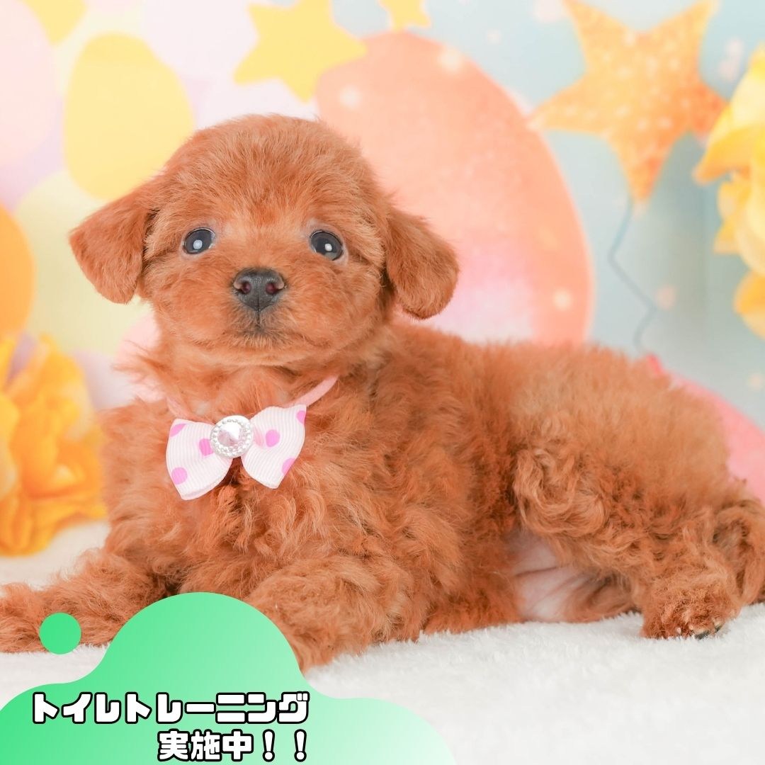 タイニー・プードル | 女の子 | レッド | 2026年2月22日（ID:dog-200015677）