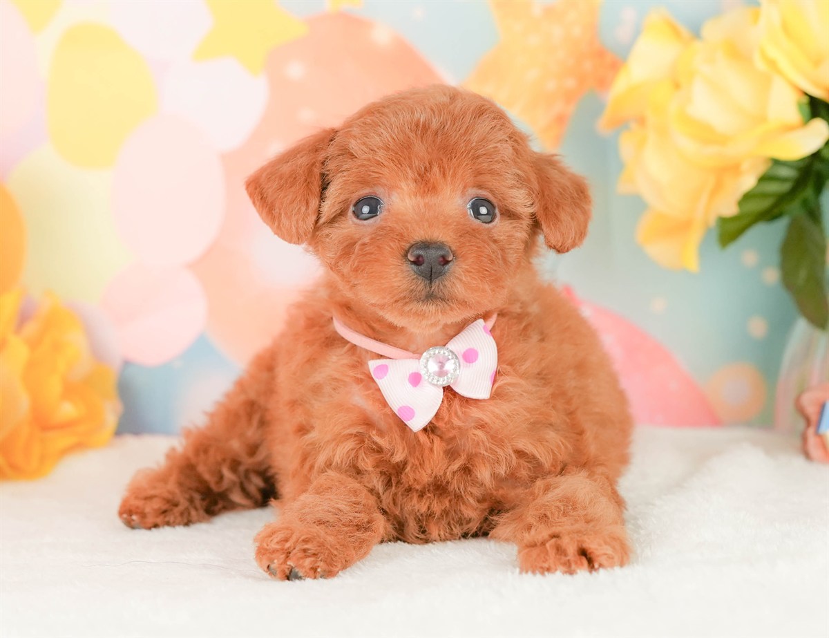 タイニー・プードル | 女の子 | レッド | 2026年2月22日（ID:dog-200015677）