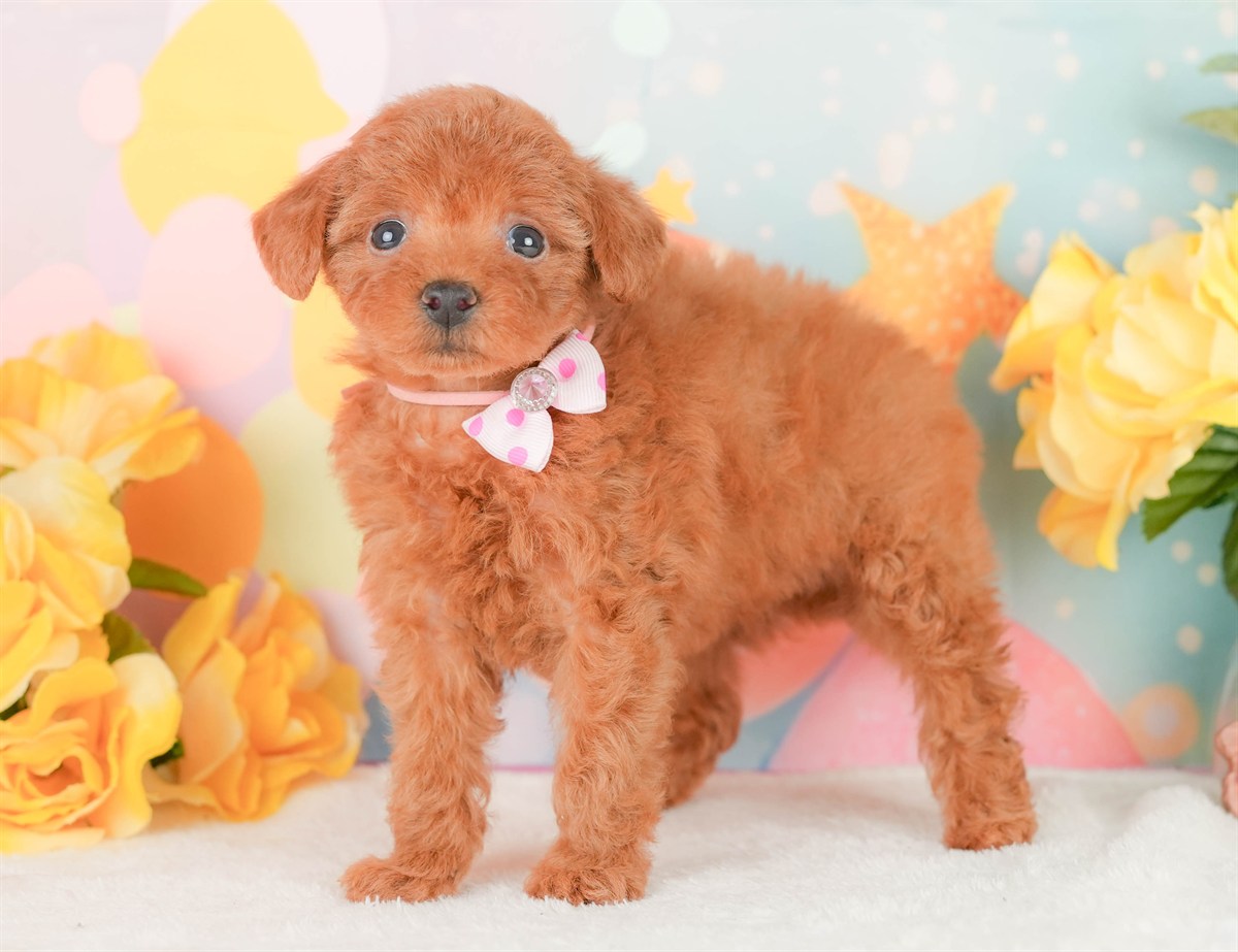 タイニー・プードル | 女の子 | レッド | 2026年2月22日（ID:dog-200015677）