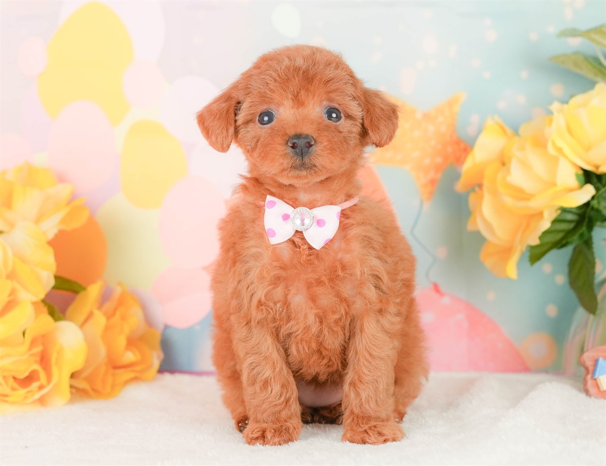 タイニー・プードル | 女の子 | レッド | 2026年2月22日（ID:dog-200015677）