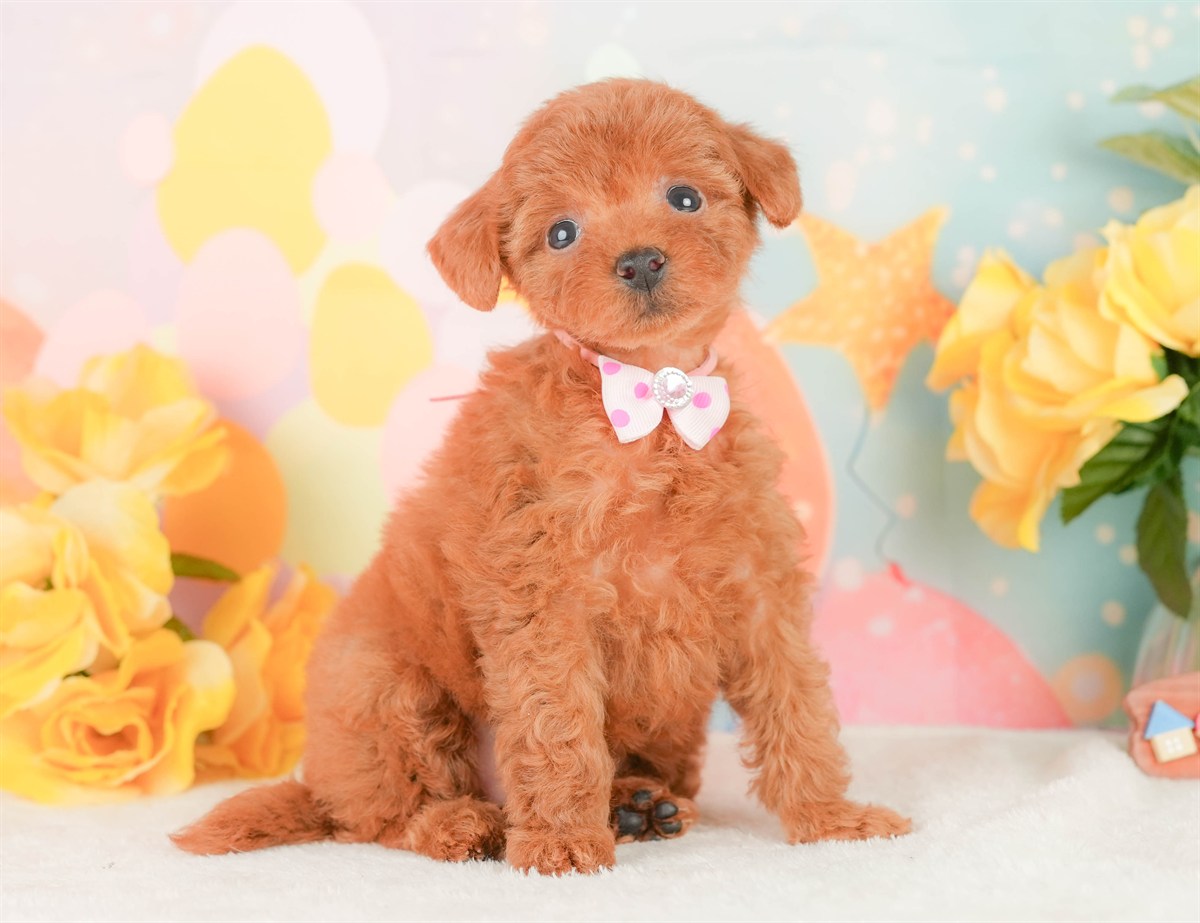 タイニー・プードル | 女の子 | レッド | 2026年2月22日（ID:dog-200015677）