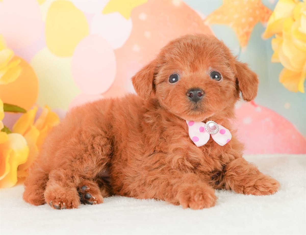 タイニー・プードル | 女の子 | レッド | 2026年2月22日（ID:dog-200015677）