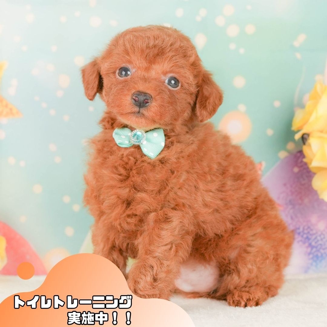 トイ・プードル | 男の子 | レッド | 2026年2月22日（ID:dog-200015678）