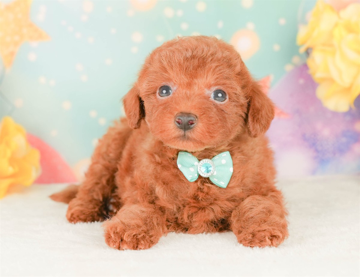 トイ・プードル | 男の子 | レッド | 2026年2月22日（ID:dog-200015678）