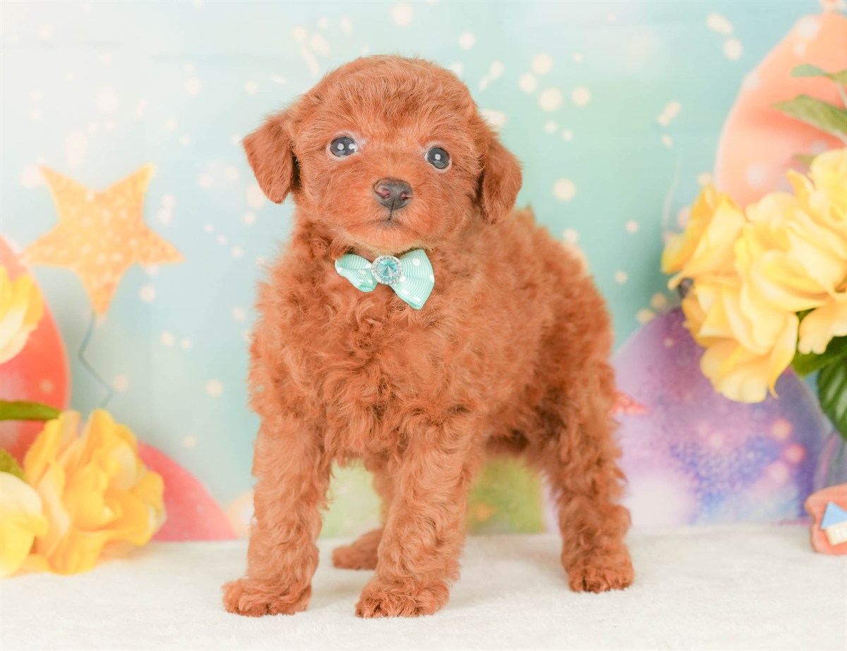 トイ・プードル | 男の子 | レッド | 2026年2月22日（ID:dog-200015678）