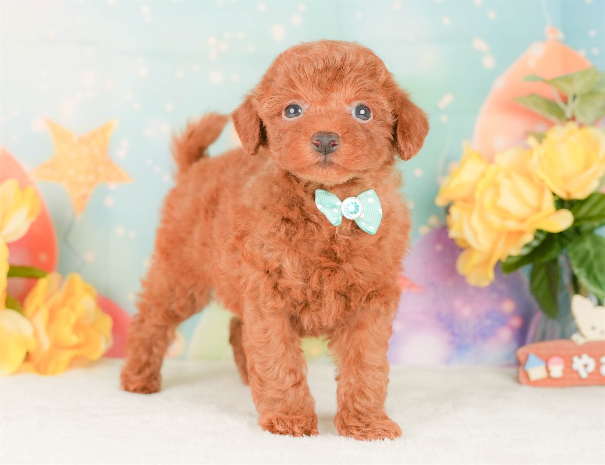 トイ・プードル | 男の子 | レッド | 2026年2月22日（ID:dog-200015678）