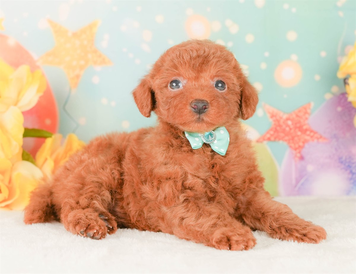 トイ・プードル | 男の子 | レッド | 2026年2月22日（ID:dog-200015678）